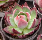 Echeveria Cassiopeia