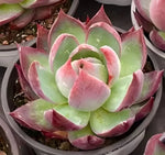 Echeveria Cassiopeia Soil Song