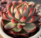 Echeveria Cassiopeia