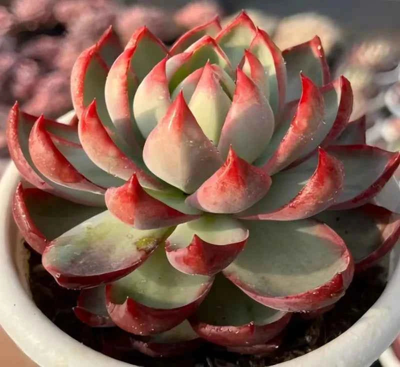 Echeveria Cassiopeia
