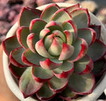 Echeveria Cassiopeia Soil Song