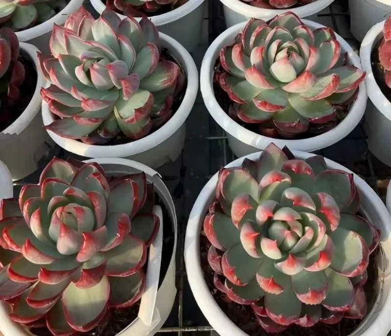 Echeveria Cassiopeia