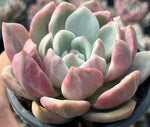 Echeveria Champagne Variegata Soil Song