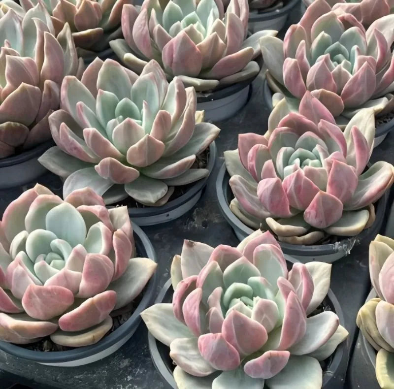 Echeveria Champagne Variegata Soil Song
