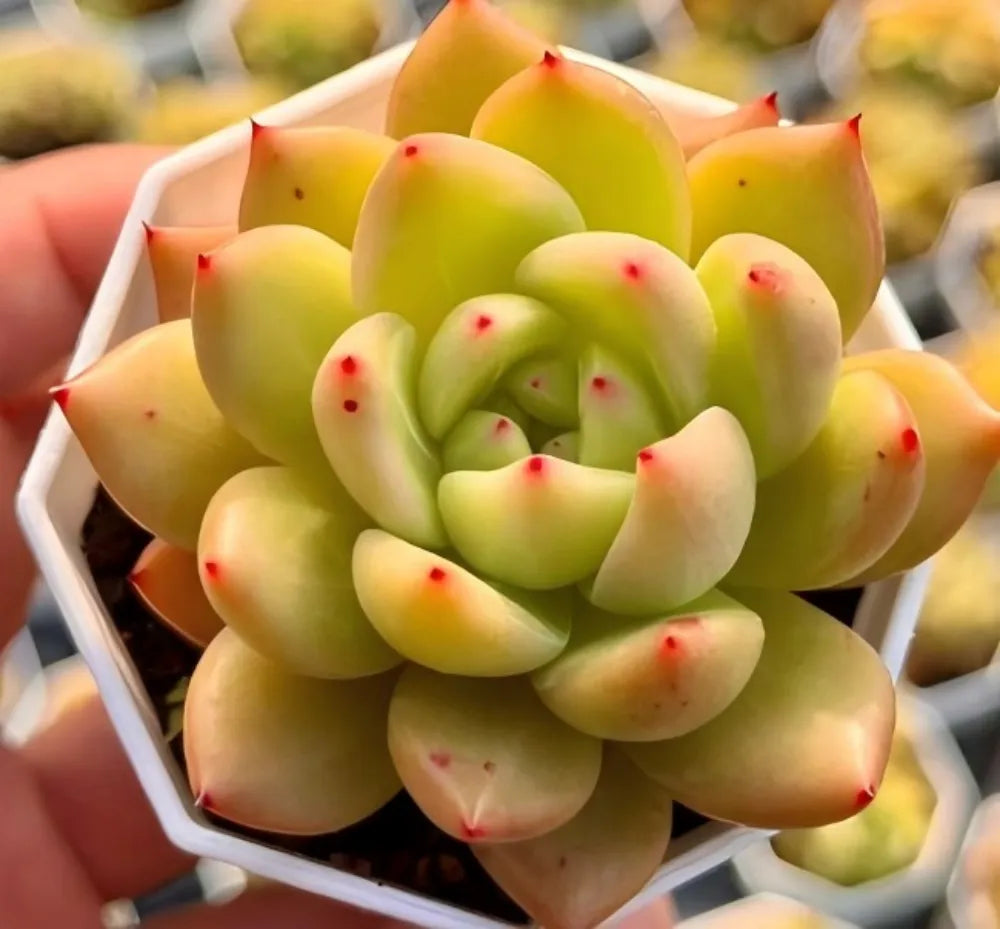 Echeveria Charlotte Soil Song