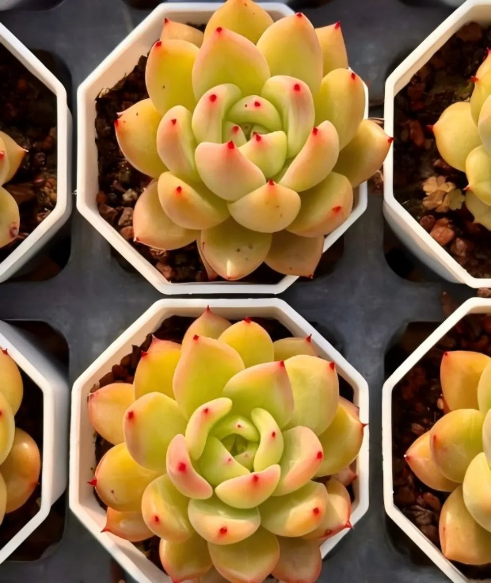 Echeveria Charlotte Soil Song