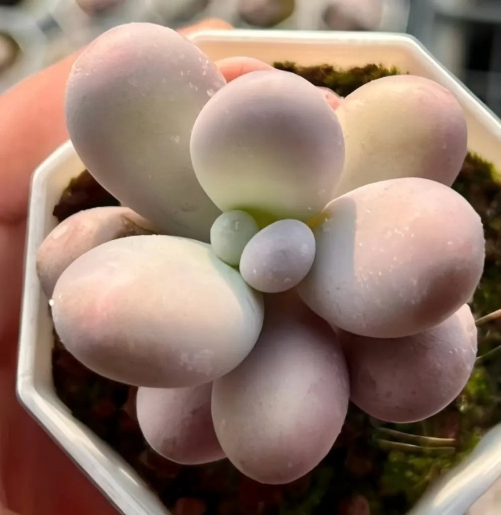 Echeveria Cheese Soil Song