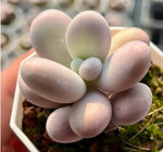 Echeveria Cheese Soil Song