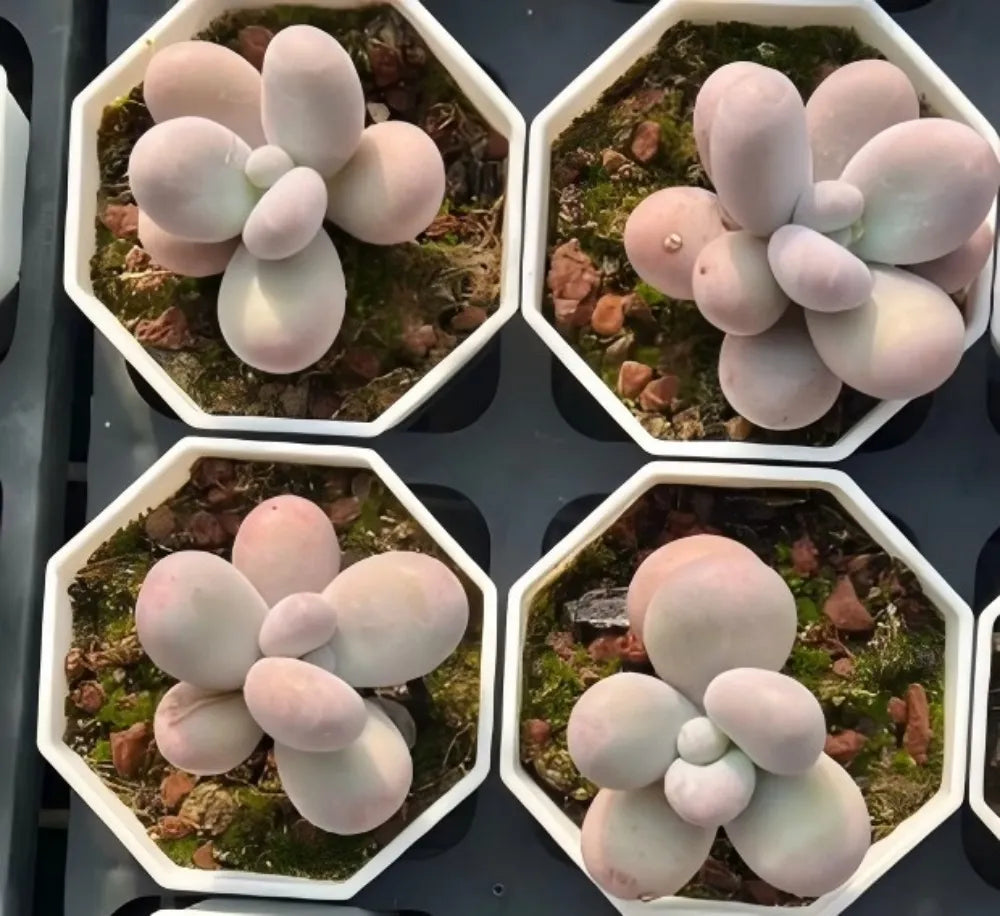 Echeveria Cheese Soil Song