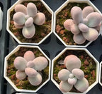 Echeveria Cheese Soil Song