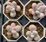 Echeveria Cheese Soil Song