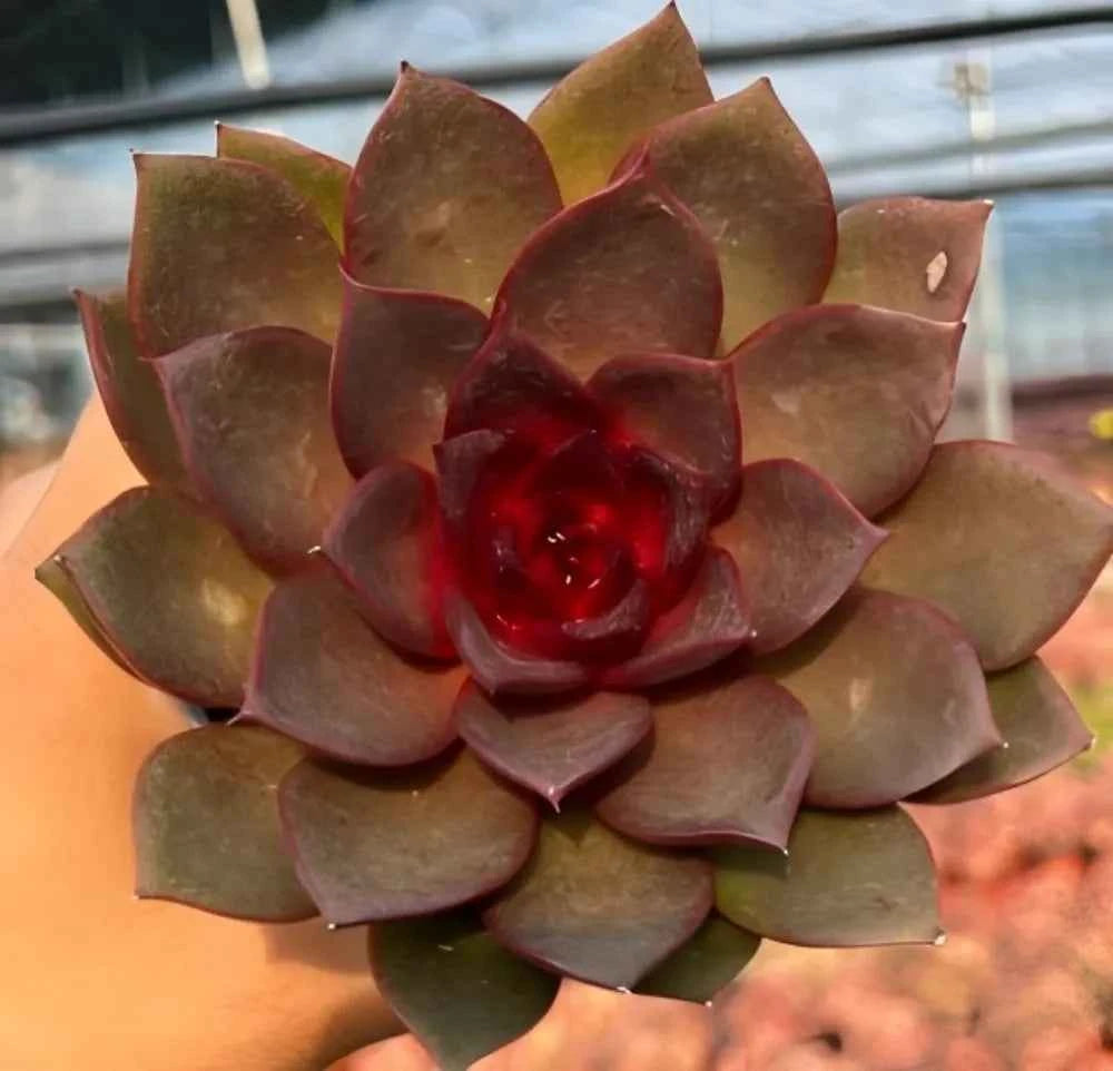 Echeveria Chocolate Rose