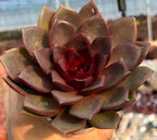 Echeveria Chocolate Rose