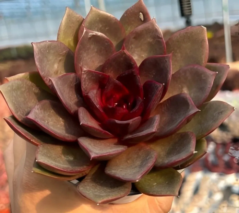 Echeveria Chocolate Rose Soil Song