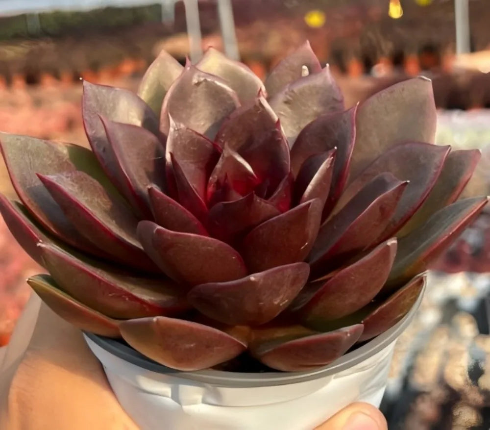 Echeveria Chocolate Rose Soil Song