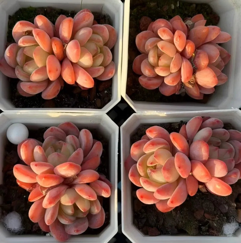 Echeveria All Star Cluster Soil Song