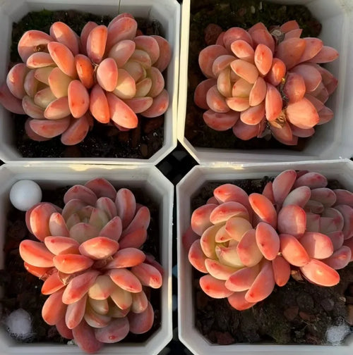 Echeveria cluster succulent rosettes in four pots, peach-orange and cream leaves
