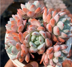 Echeveria Cold Fragrance Cluster Soil Song