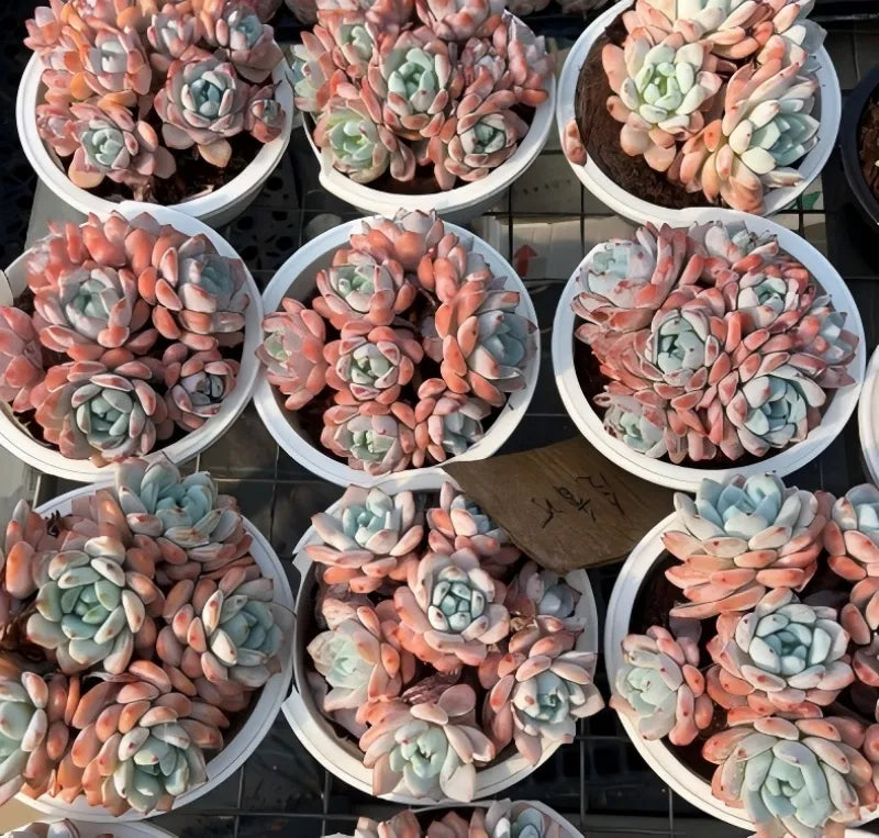 Echeveria Cold Fragrance Cluster Soil Song
