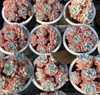 Echeveria Cold Fragrance Cluster Soil Song