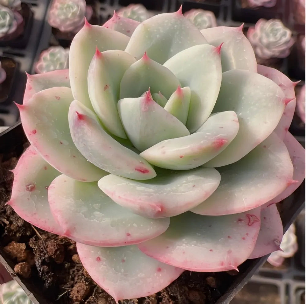 Echeveria Colorata Soil Song