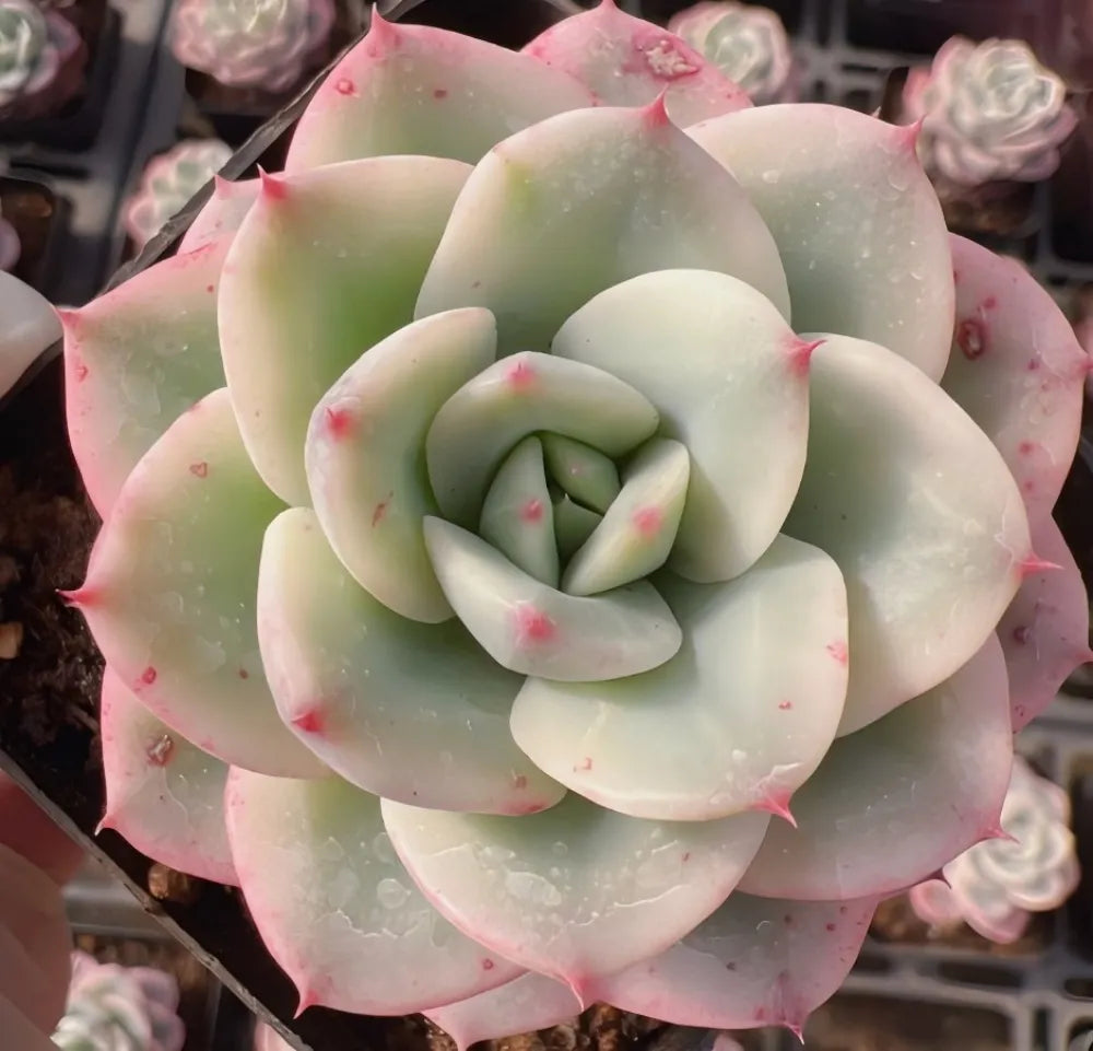 Echeveria Colorata Soil Song