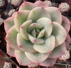 Echeveria Colorata Soil Song