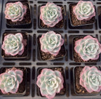 Echeveria Colorata Soil Song