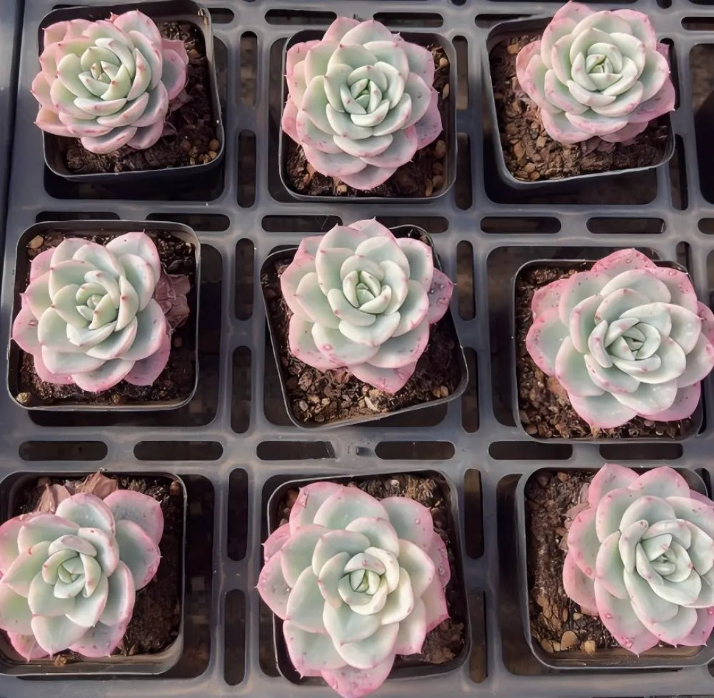 Echeveria Colorata Soil Song