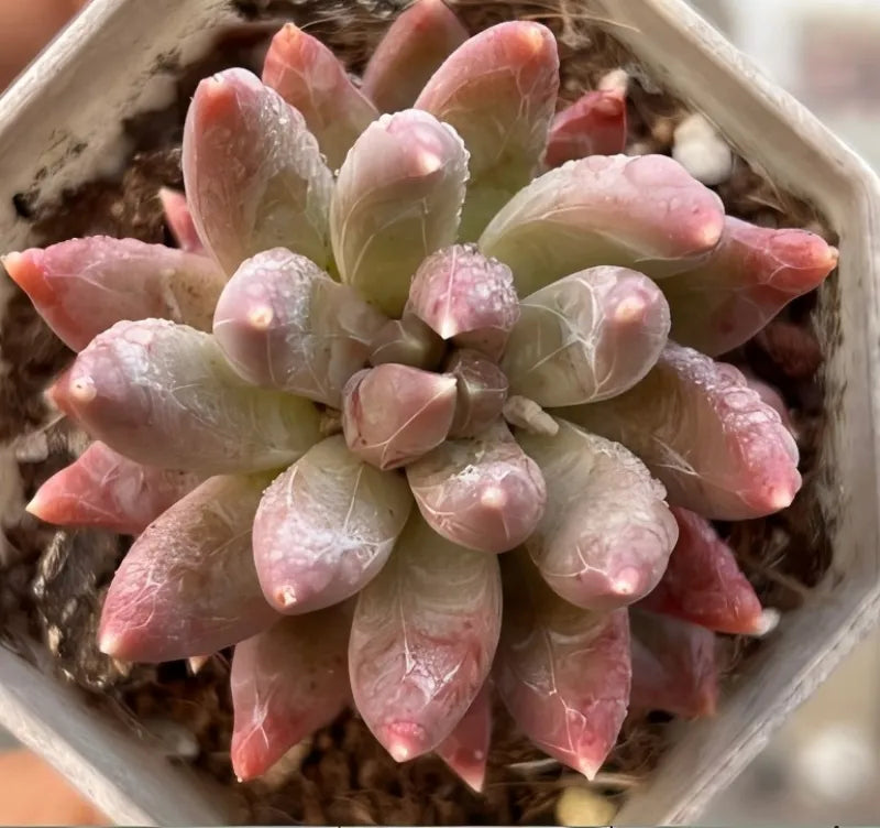 Echeveria Colorful Star Soil Song