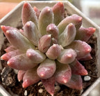 Echeveria Colorful Star Soil Song
