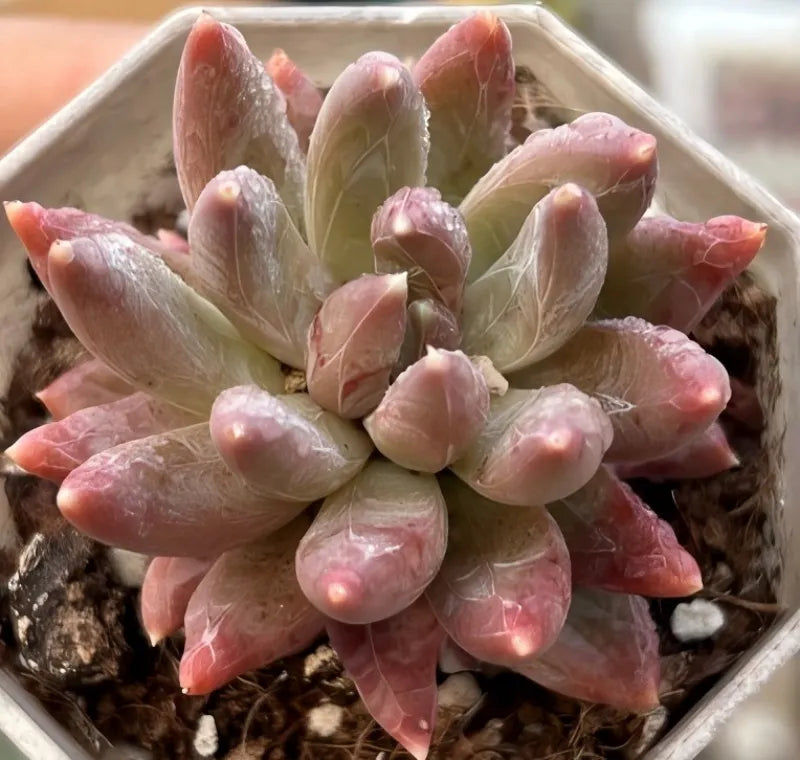 Echeveria Colorful Star Soil Song