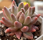 Echeveria Colorful Star Soil Song