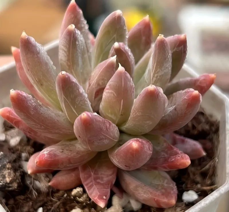 Echeveria Colorful Star Soil Song