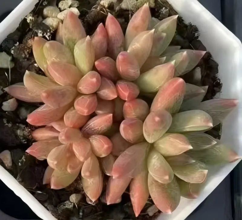 Echeveria Colorful Star Cluster Soil Song