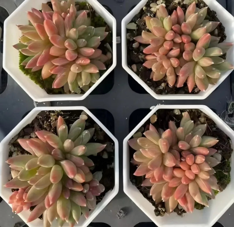 Echeveria Colorful Star Cluster Soil Song