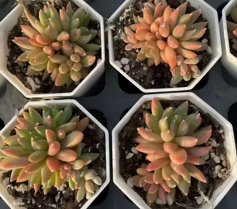 Echeveria Colorful Star Cluster Soil Song