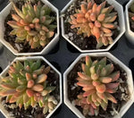Echeveria Colorful Star Cluster Soil Song