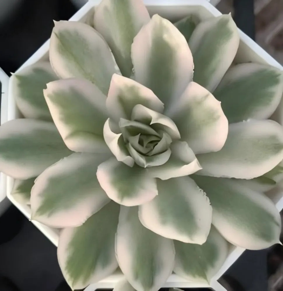 Echeveria Compton Carouse Soil Song