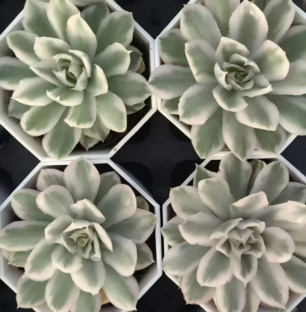 Echeveria Compton Carouse Soil Song