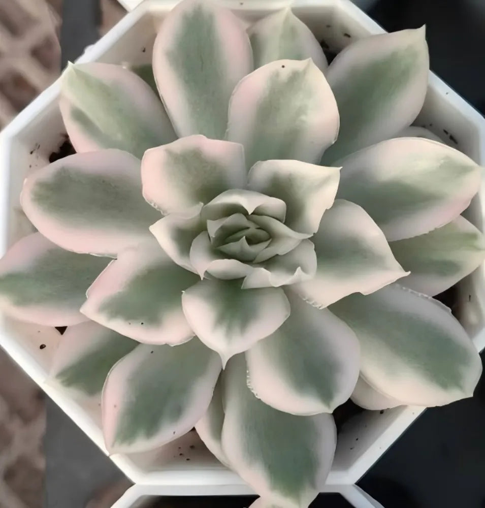 Echeveria Compton Carouse Soil Song