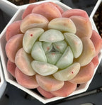 Echeveria Cream Jenny Soil Song