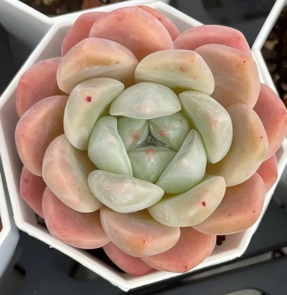 Echeveria Cream Jenny Soil Song