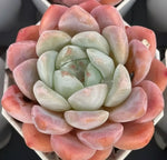 Echeveria Cream Jenny Soil Song