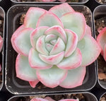 Echeveria Cream Puff Soil Song
