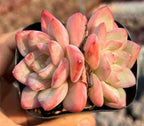 Echeveria Cream Puff Cluster