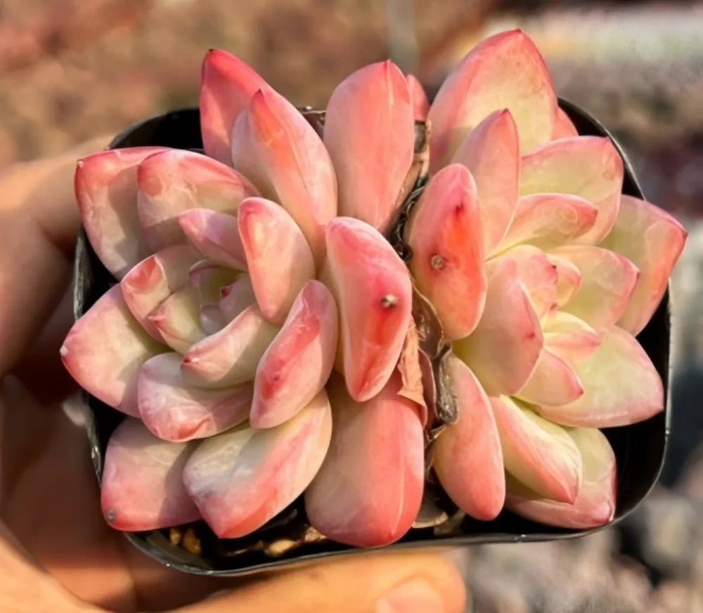 Echeveria Cream Puff Cluster Soil Song
