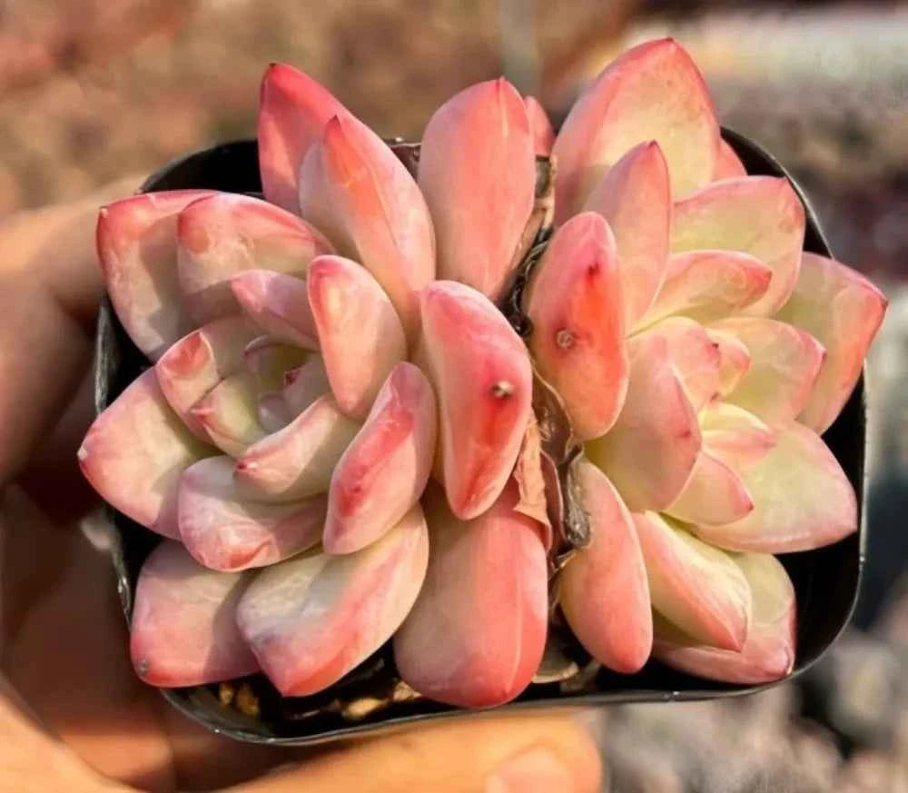 Echeveria Cream Puff Cluster