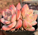 Echeveria Cream Puff Cluster Soil Song