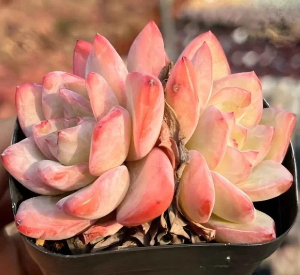 Echeveria Cream Puff Cluster